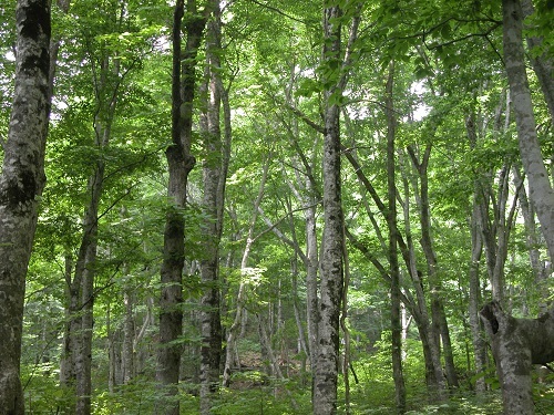 6月の遺伝資源保存林