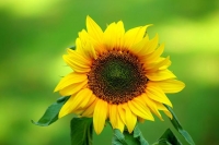 sunflower-g65aecc4ef_640.jpg