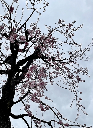 220326 桜