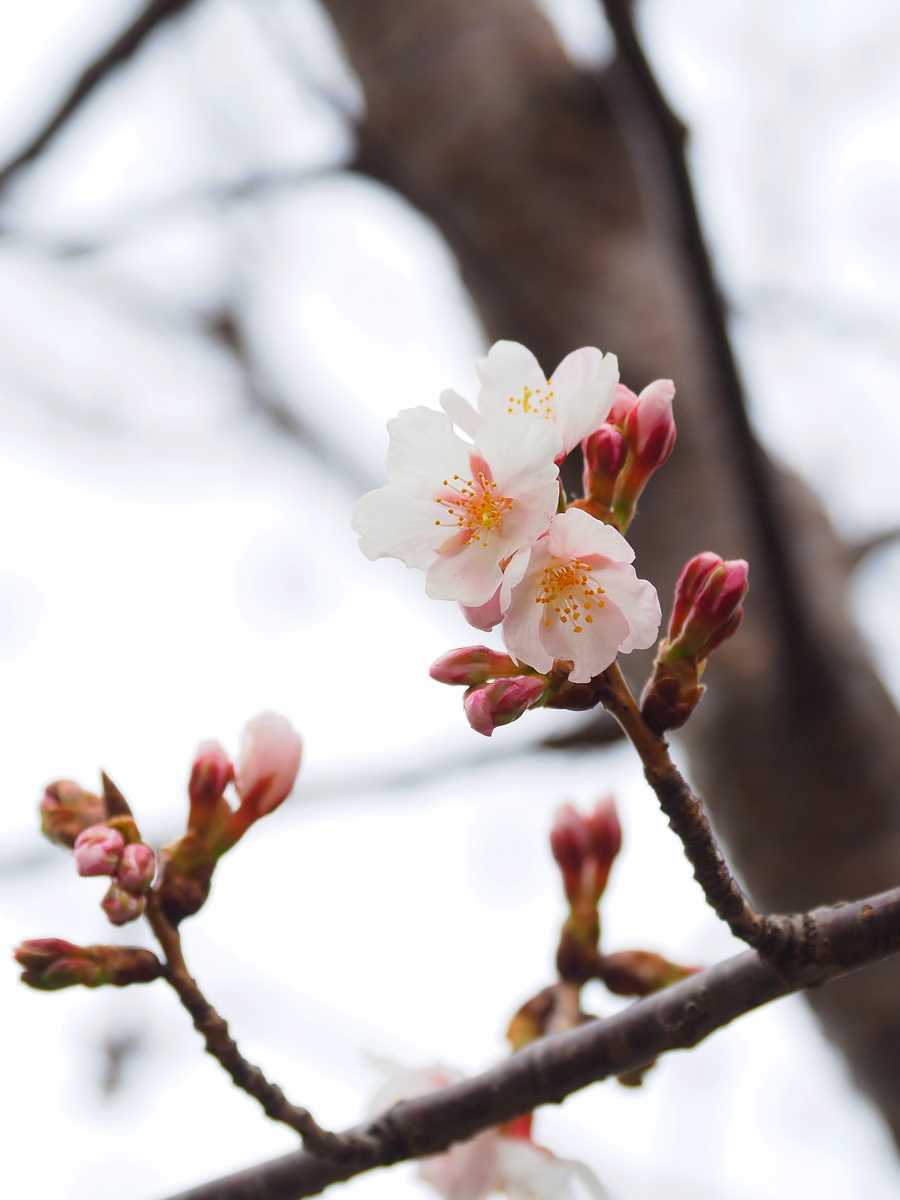 早咲きの桜が咲き始め 2022年2月