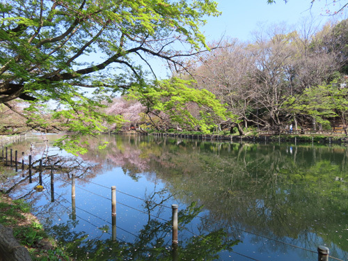 桜の終わった井の頭公園