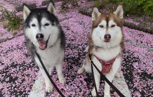 八重桜の花びら絨毯とスフレ&マドレーヌ