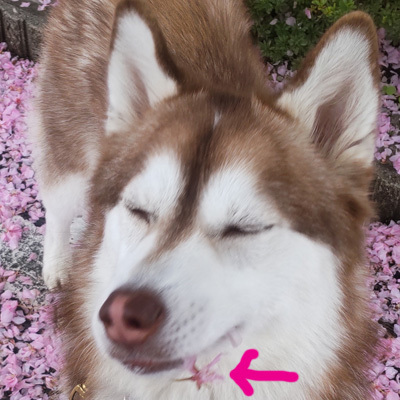 八重桜の花を食べるマドレーヌ