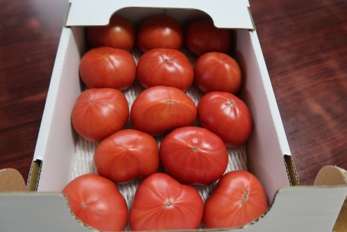 美味しい愛知のトマト
