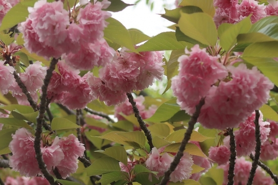 浜松城　八重桜