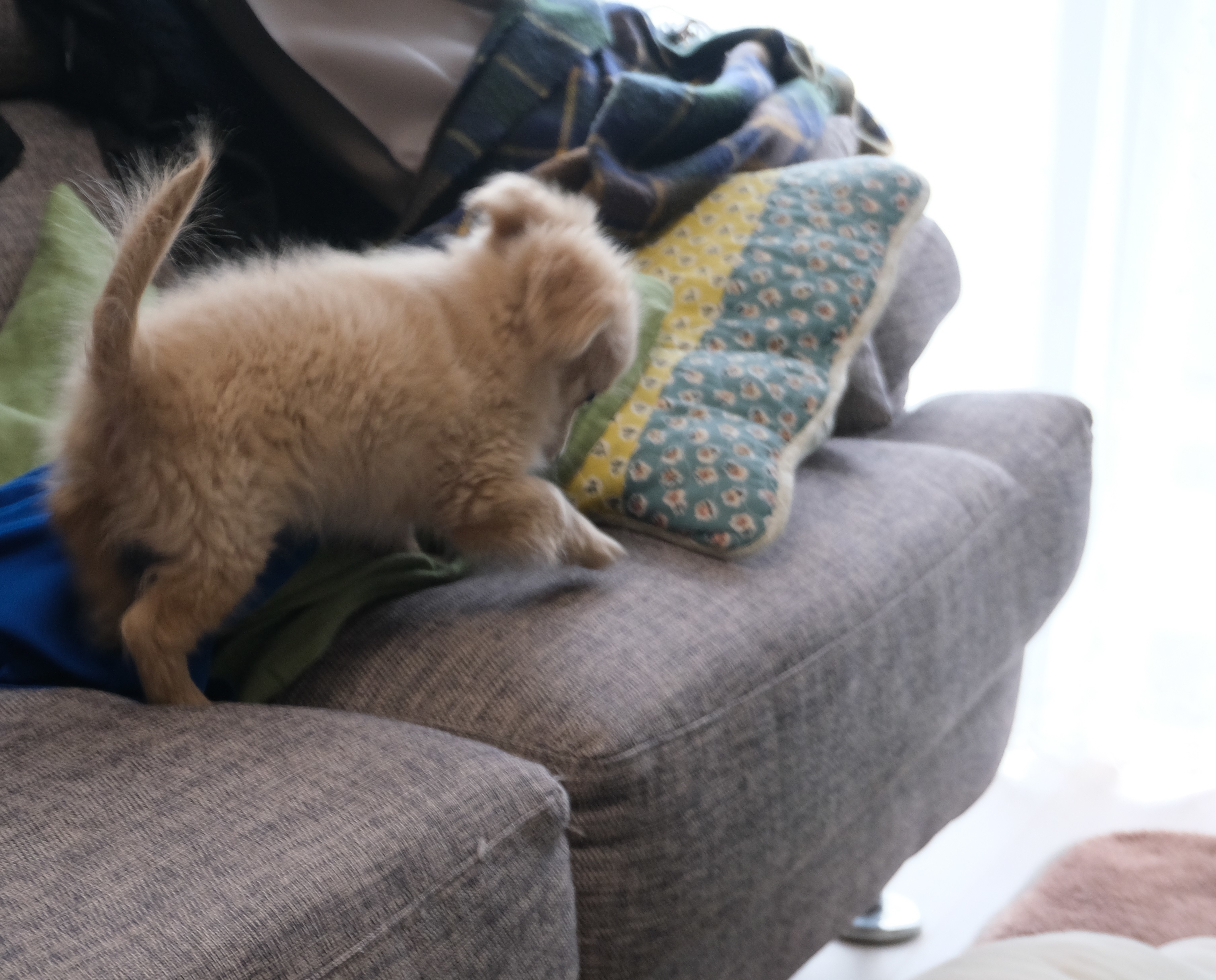 ソファーに登るポメックスの子犬