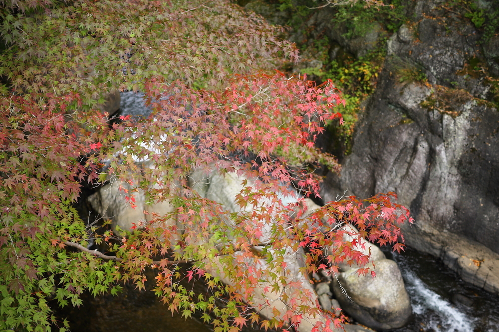 河内渓谷・長徳寺の紅葉（2020）　の画像
