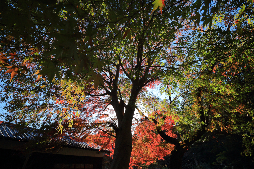 河内渓谷・長徳寺の紅葉（2021）　長徳寺境内の緑もみじと逆光の画像