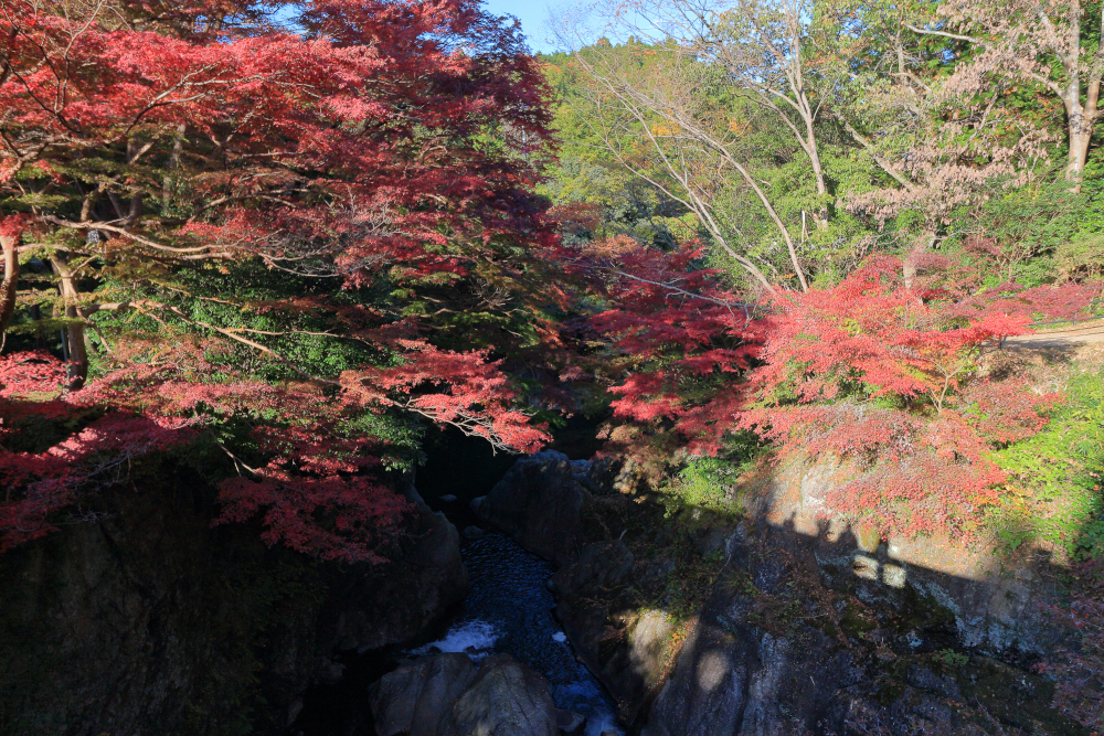 河内渓谷・長徳寺の紅葉（2021）　忍田橋から渓谷のもみじの画像