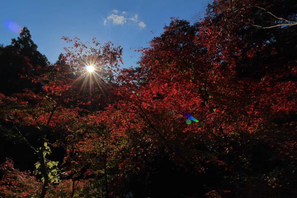 河内渓谷・長徳寺の紅葉（2021）　太陽ともみじの画像