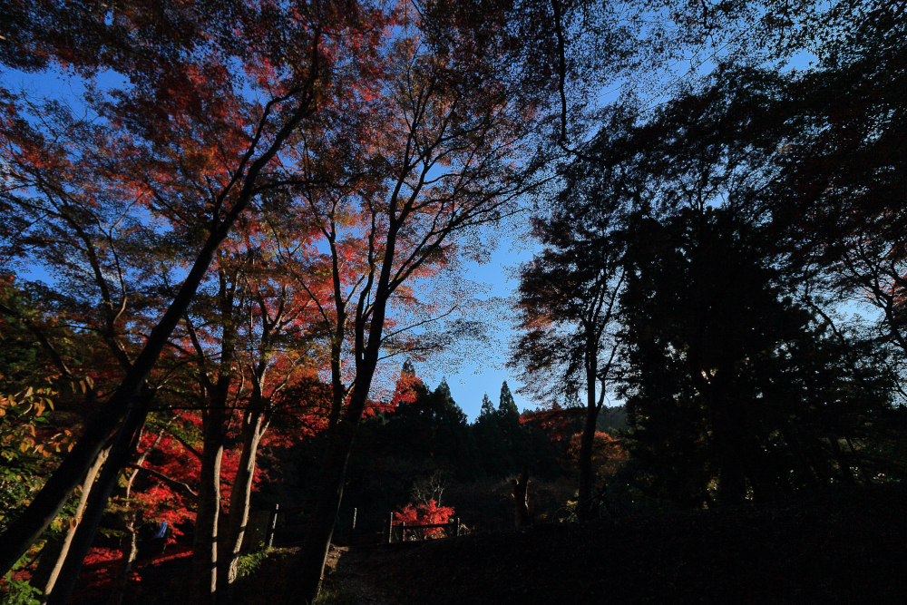 河内渓谷・長徳寺の紅葉（2021）　の画像