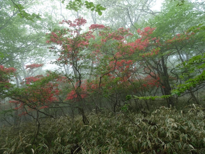 霧の登山道に咲くヤマツツジ