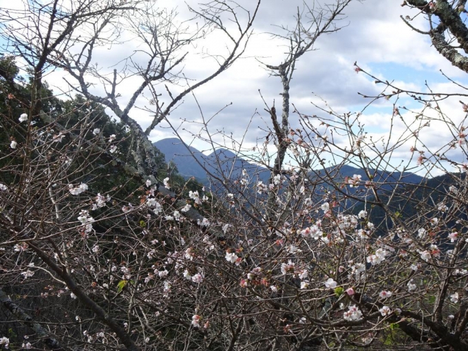 冬桜と御荷鉾山
