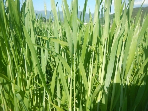 麦、除草 (4)