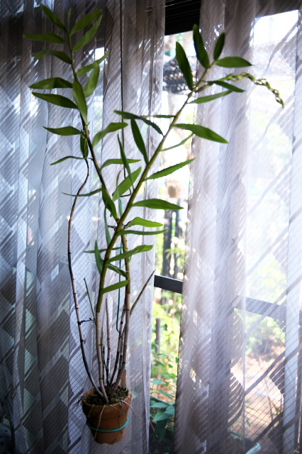 Dendrobium.moschatum デンドロビューム・モスカタム。