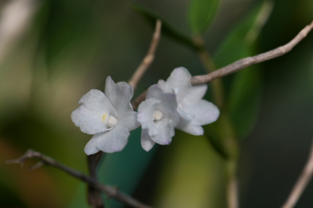 Dendrobium.mutabile 可愛い花を咲かす。