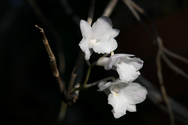Dendrobium.mutabile 可愛い花を咲かす。