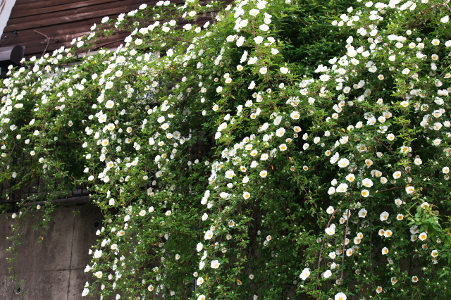 原種バラ・Rosa leavigataが満開。
