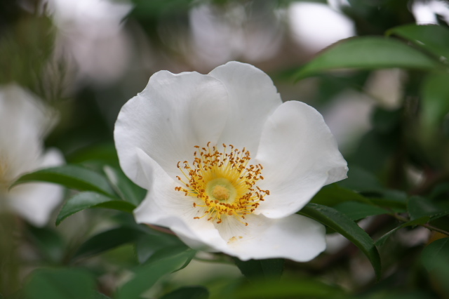 原種バラ・Rosa leavigataが満開。