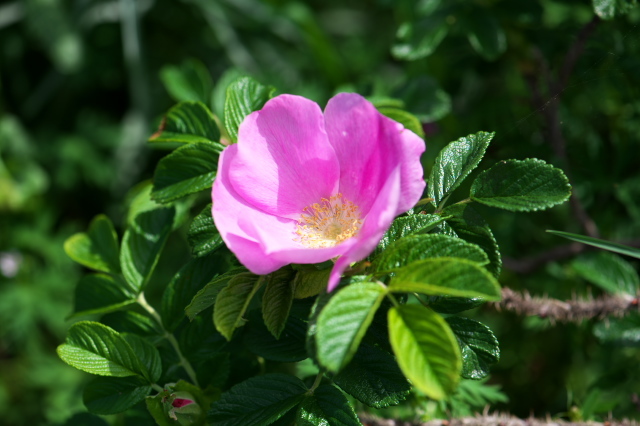 原種バラ・Rosa.rugosa が美しいピンクを魅せます。