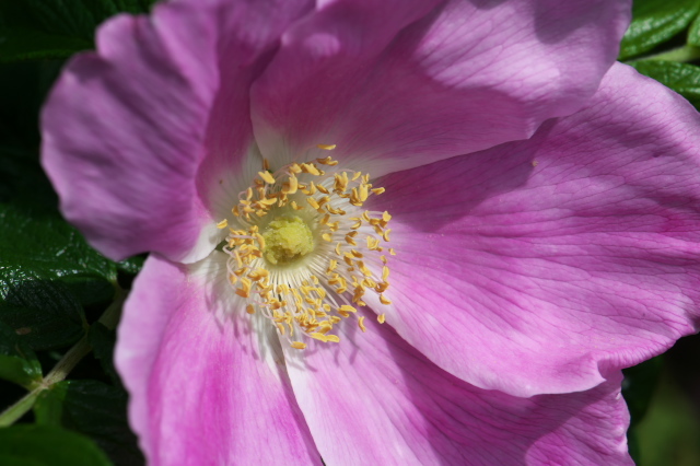 原種バラ・Rosa.rugosa が美しいピンクを魅せます。