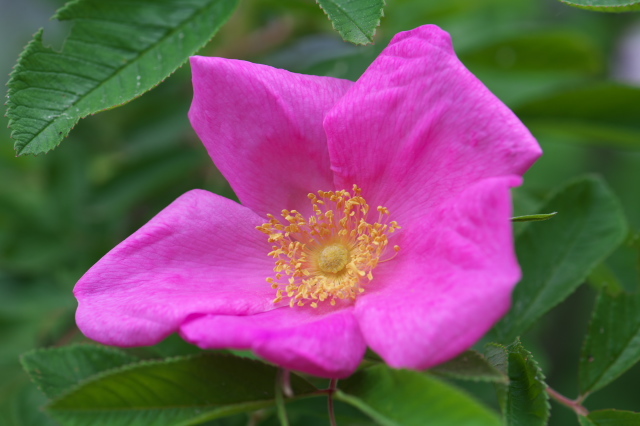 Rosa rugosa calocarpaの開花。