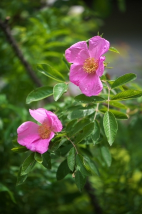 Rosa rugosa calocarpaの開花。