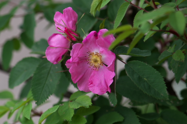 北米の原種バラ・・・Rosa.haematdesu。