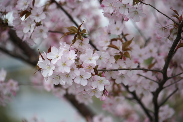 センダイヤと言う桜、一気に花開きます。