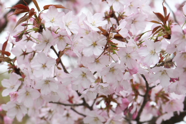 センダイヤと言う桜、一気に花開きます。