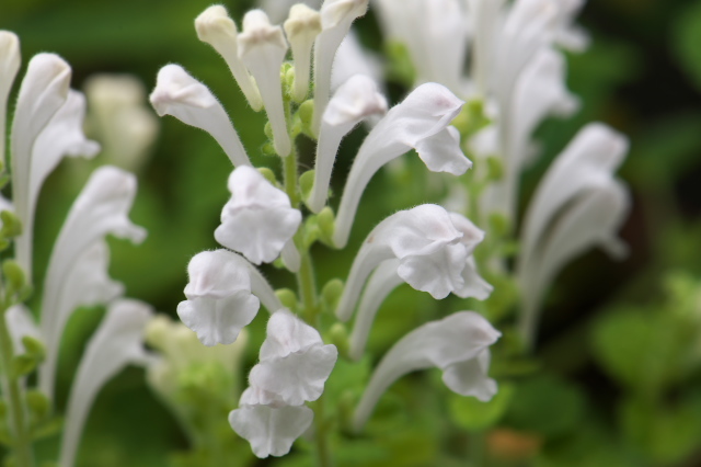 白花タツナミソウが清楚な姿を魅せます。