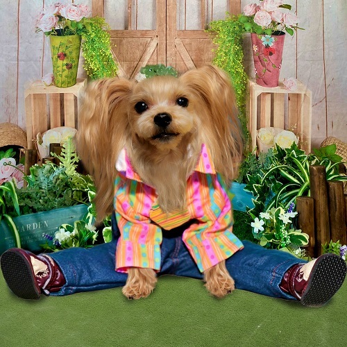 cute-chihuahua-wearing-pants-shirt-DIY-Dog-Clothes-ss-Feature (blos)20210716