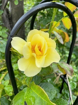 返り咲く黄色いバラ