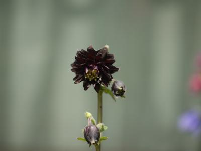 Aquilegia vulgaris Black Barlow