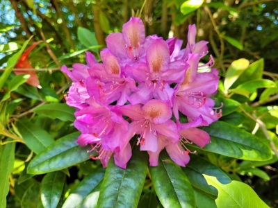 howthrhododendron05215