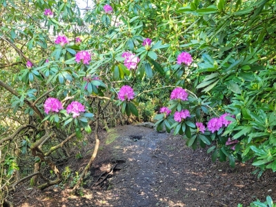 howthrhododendron05216