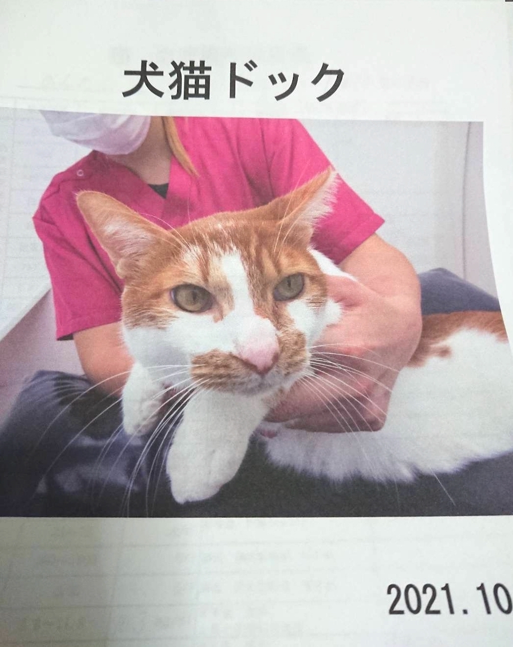 江戸川区多頭飼育崩壊（地域猫）のんのんちゃん：猫ドックの結果
