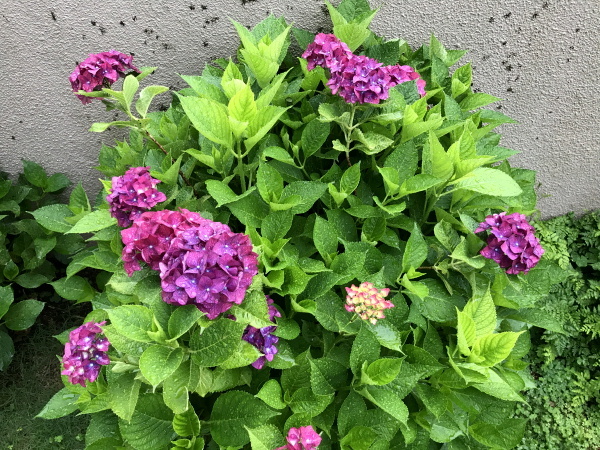 紫陽花と雨