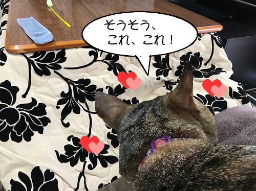 kotatsu2021-2.jpg
