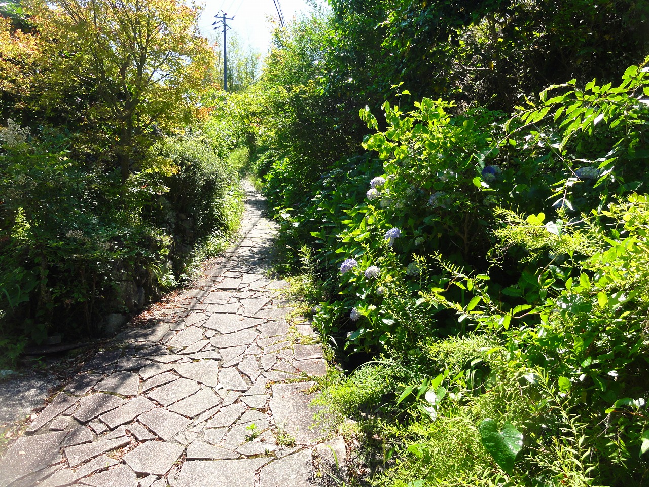 熊野古道歩いてみた。(高原熊野神社～大門王子）