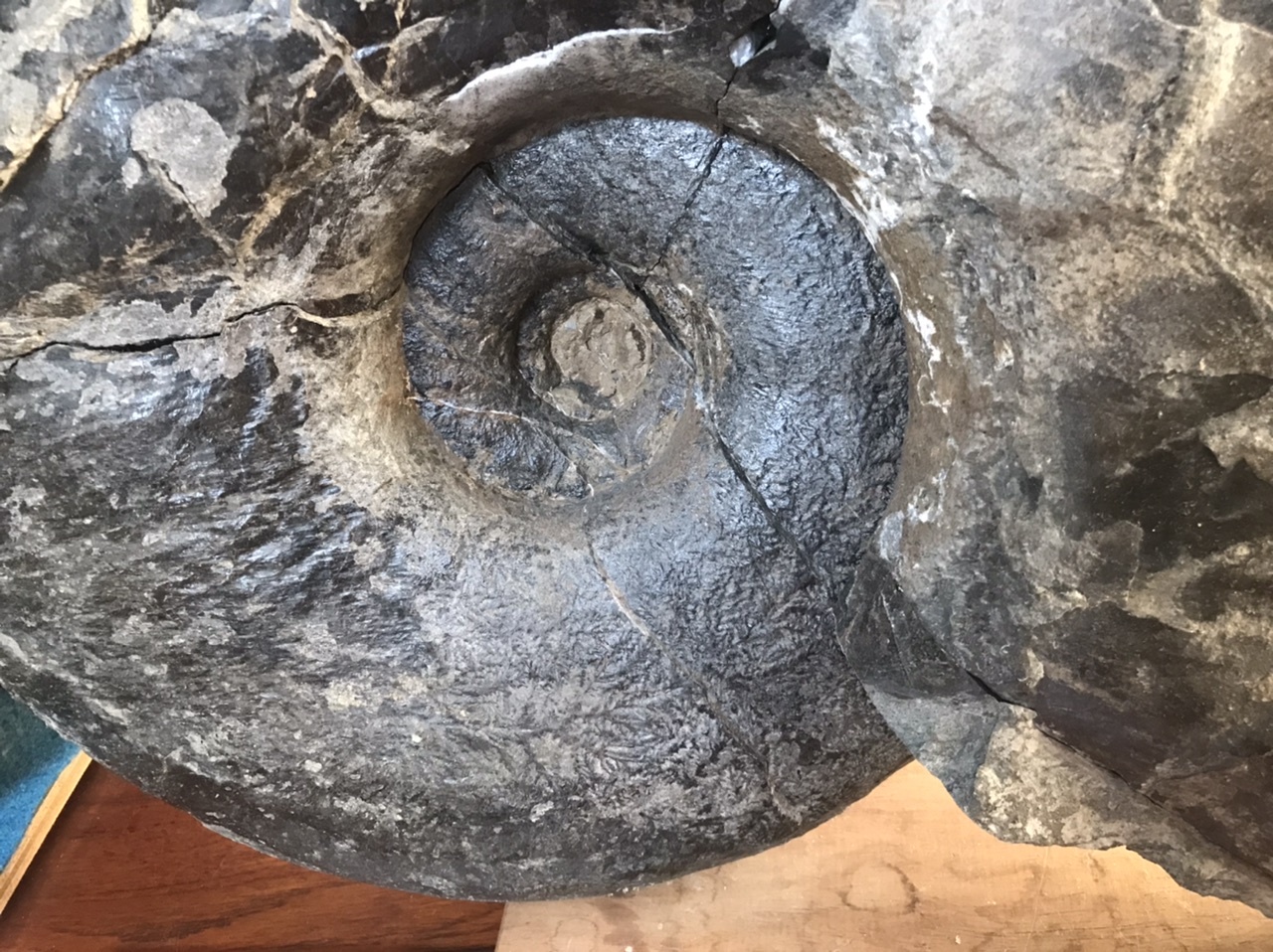 北海道 アンモナイト キャナドセラス 化石 恐竜 | 北海道 アンモナイト