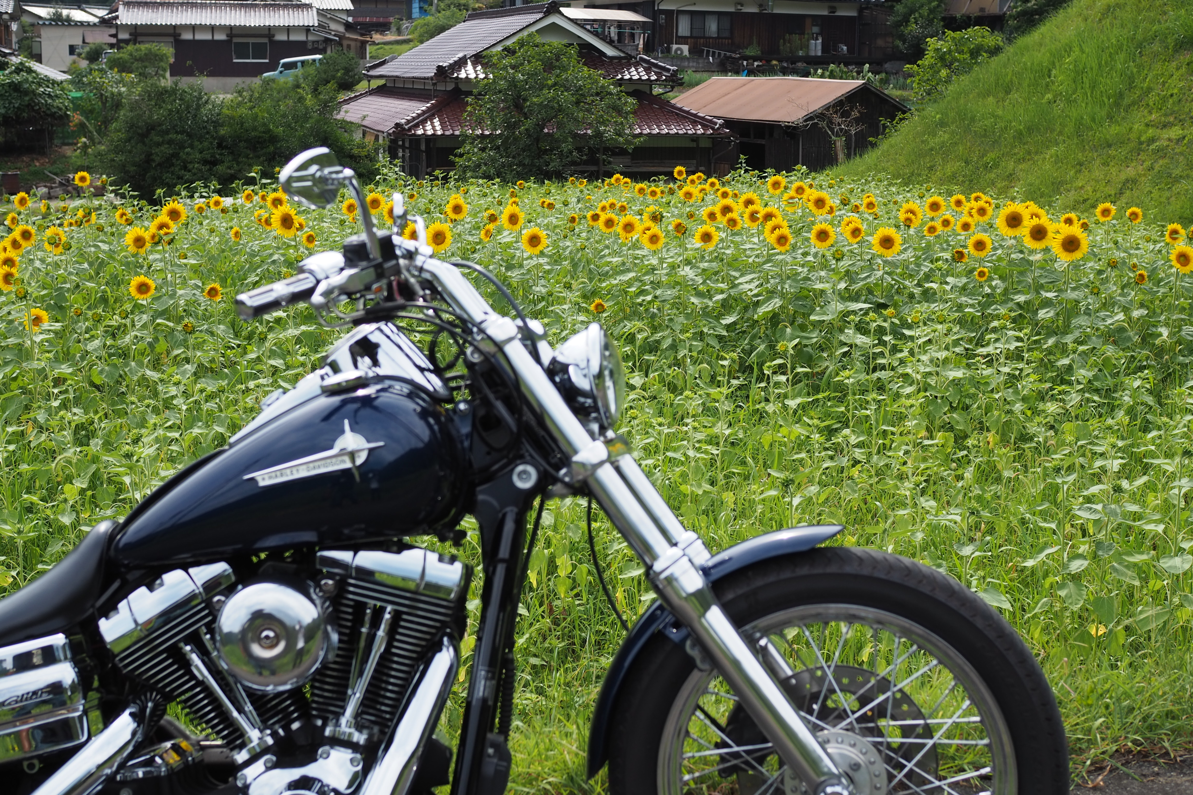 兵庫県佐用町ひまわりホルモンツーリング　南光ひまわり畑　漆野　バイクとひまわり