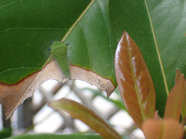 アオスジアゲハ幼虫1