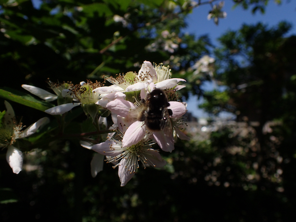 ブラックベリー花と虫１