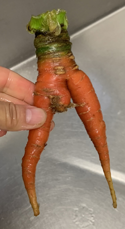 carrots2205.jpg