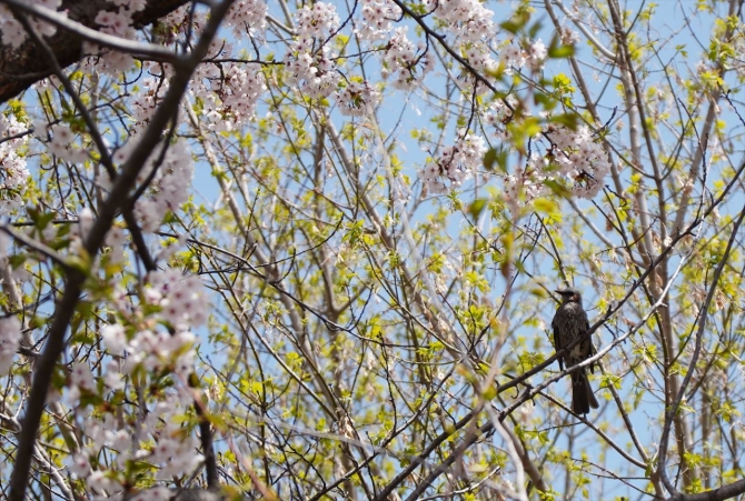 桜と鳥