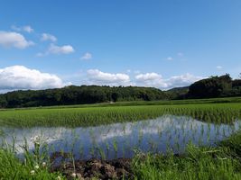 【写真】農園前の田んぼの水面に三舟山が映っている様子