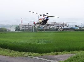 【写真】農園前の田んぼを飛ぶ防除用ラジコン・ヘリ