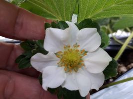 【写真】９枚の花びらをつけた“おいCベリー”の白い花