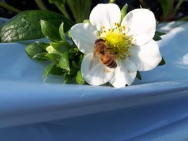 【写真】ミツバチがいちごの花粉をあつめているところ